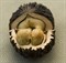 Орех чёрный, морозостойкий, съедобный, лекарственный, ценная древесина - фото 6525