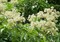 Эводия Даниэля (пчелиное дерево), морозостойкая, медонос - фото 6610