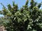 Мушмула Германская, съедобная, морозостойкая - фото 6640
