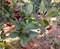 Боярышник сорт «Петушья шпора», съедобный, лекарственный, морозостойкий, декоративный, живая изгородь, медонос - фото 6643