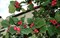 Боярышник сорт «Петушья шпора», съедобный, лекарственный, морозостойкий, декоративный, живая изгородь, медонос - фото 6644