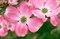 Дерен цветущий микс (розовый, белый), морозостойкий, декоративный - фото 6662