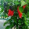 Перец Habanero May Red, высокоурожайный, острота высокая, до 400 000 по Сковиллу - фото 6677