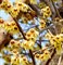 Химонант (зимноцвет) ранний желтый, декоративный кустарник, медонос - фото 6748