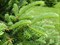 Пихта сибирская, зимостойкая, вечнозеленая, декоративная, эфиромасличная, лекарственная, бонсай - фото 6830