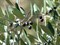 Олива (маслина) Европейская, съедобная, маслянистая, вечнозеленая, комнатная, бонсай - фото 6867