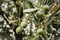 Олива (маслина) Европейская, съедобная, маслянистая, вечнозеленая, комнатная, бонсай - фото 6868