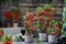 Пираканта Шарлаховая, красная, вечнозеленая, медонос, живая изгородь, комнатная, бонсай - фото 6909