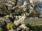 Церцис (багряник) европейский белый (Альба) - фото 6939