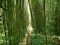 Бамбук Moso морозостойкий - фото 6983