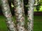 Сосна Бунге, морозостойкая, вечнозеленая, декоративная, долгожитель, священное дерево, бонсай - фото 6992