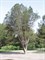 Сосна Бунге, морозостойкая, вечнозеленая, декоративная, долгожитель, священное дерево, бонсай - фото 6993