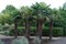 Пальма Трахикарпус Форчуна, морозостойкая, комнатная, кадочное, вечнозеленая, долгожитель, съедобные плоды - фото 7025