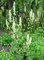 Борец (аконит) клобучковый белый (высокая форма), морозостойкий, многолетний, лекарственный, декоративные цветы - фото 7040