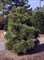 Сосна Тунберга, морозостойкая, вечнозеленая, декоративная, редкий вид, ценная древесина, бонсай - фото 7098