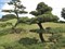 Сосна Тунберга, морозостойкая, вечнозеленая, декоративная, редкий вид, ценная древесина, бонсай - фото 7100