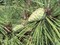 Сосна Тунберга, морозостойкая, вечнозеленая, декоративная, редкий вид, ценная древесина, бонсай - фото 7101