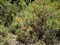 Нитрария (Селитрянка) тангутская, декоративный кустарник, съедобная, лекарственная, медонос - фото 7116