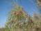 Саксаул зайсанский, засухоустойчивый, пескозащитное заграждение, кормовое - фото 7126