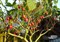 Цифомандра (Тамарилло, томатное дерево) - фото 7307