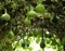 Тыква Лагенария (горлянка), съедобная, декоративная лиана, лекарственная, масличная, подвой, ценные плоды - фото 7318