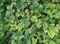 Ангурия (арбузный огурец), съедобная, декоративная лиана - фото 7328