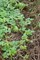 Ангурия (арбузный огурец), съедобная, декоративная лиана - фото 7329