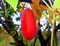Тладианта сомнительная (красный огурец) - фото 7334