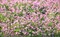 Клевер розовый гибридный - фото 7348