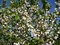 Галезия (халезия) каролинская/ландышевое дерево, зимостойкая, кадочное, декоративное - фото 7410