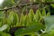 Галезия (халезия) каролинская/ландышевое дерево, зимостойкая, кадочное, декоративное - фото 7412