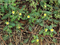 Якорцы стелющиеся, декоративные цветы, лекарственные - фото 7417