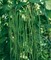 Вигна Каланча (спаржевая фасоль), съедобная, лекарственная, декоративная лиана - фото 7455