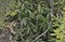 Рододендрон Унгерна Ungernii, морозостойкий, вечнозеленый, декоративный кустарник, бонсай - фото 7517