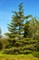 Кедр Гималайский, вечнозеленый, эфиромасличный, бонсай - фото 7704