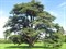 Кедр Гималайский, вечнозеленый, эфиромасличный, бонсай - фото 7705