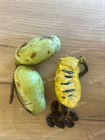 Азимина трилоба (банановое дерево), морозостойкое, сладкие, крупные плоды - фото 8083