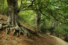 Бук европейский (лесной), зимостойкий, медонос, ценная древесина, кормовой, бонсай - фото 8114