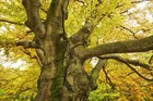 Бук европейский (лесной), зимостойкий, медонос, ценная древесина, кормовой, бонсай - фото 8117