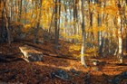 Бук европейский (лесной), зимостойкий, медонос, ценная древесина, кормовой, бонсай - фото 8139