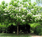 Катальпа великолепная (прекрасная), морозостойкая, декоративное дерево, медонос - фото 8465