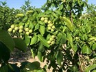 Грецкий орех, сорт Белорусский гроздевой, зимостойкий, скороплодный, низкорослый - фото 8467