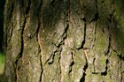 Бундук двудомный, кофейное дерево, морозостойкий. декоративный, лекарственный, ценная древесина, медонос - фото 8509