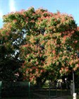 Эводия Даниэля (пчелиное дерево), морозостойкая, медонос - фото 8523