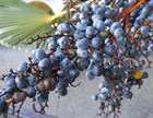 Пальма Трахикарпус Форчуна, морозостойкая, комнатная, кадочное, вечнозеленая, долгожитель, съедобные плоды - фото 8582