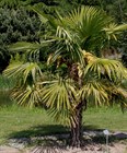 Пальма Трахикарпус Форчуна, морозостойкая, комнатная, кадочное, вечнозеленая, долгожитель, съедобные плоды - фото 8585