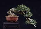 Олива (маслина) Европейская, съедобная, маслянистая, вечнозеленая, комнатная, бонсай - фото 8611