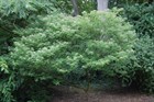 Сычуаньский перец (Зантоксилум), вечнозеленый, съедобный, бонсай - фото 8672