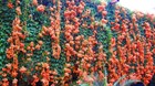 Кампсис укореняющийся, морозостойкий, декоративная лиана, живая изгородь, медонос - фото 8684