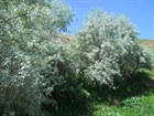 Лох зонтичный, морозостойкий, живая изгородь, съедобный, медонос, бонсай - фото 8688